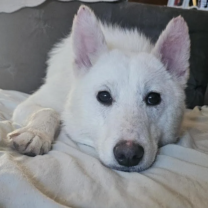 Snowball thumbnail 4