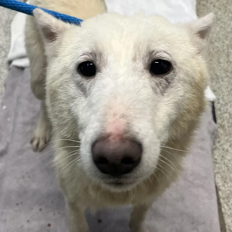 Snowball thumbnail 5