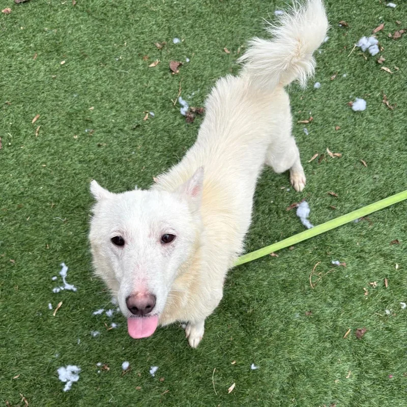 Snowball thumbnail 6