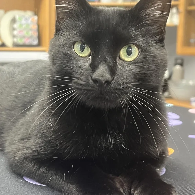 A young medium-sized male Domestic Short Hair cat named Coal for adoption in Johnston, RI