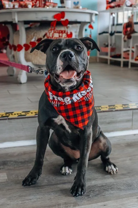 Princess thumbnail 6