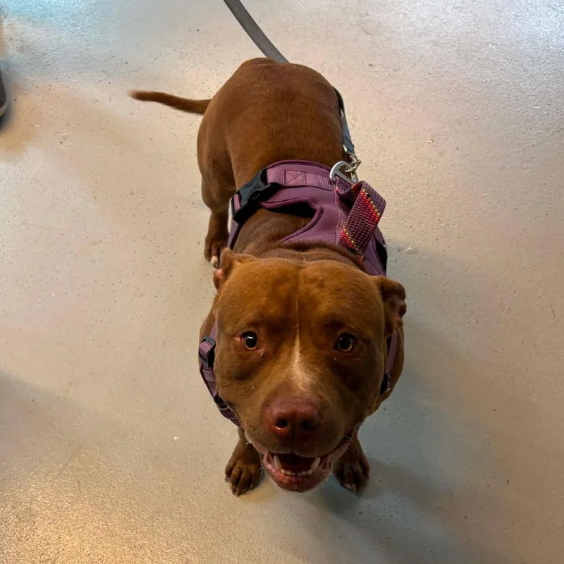 An adult large-sized male Brown / Chocolate Mixed Breed dog named Spud for adoption in Huntington, WV