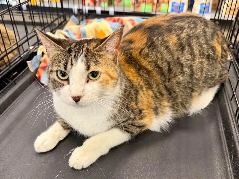 A young medium-sized female Domestic Short Hair cat named Gabby for adoption in Cloquet, MN
