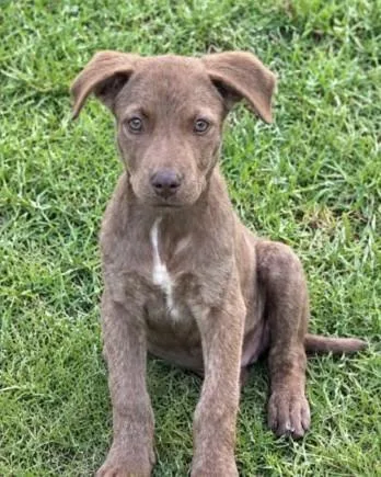 A baby medium-sized male Terrier dog named Tucker Lonestar for adoption in Rockaway, NJ