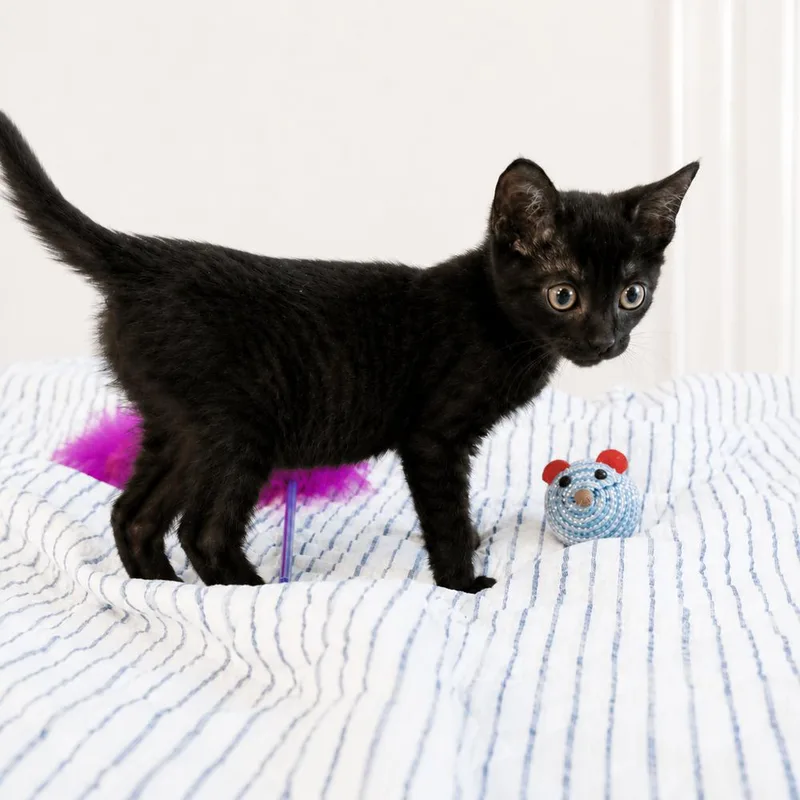 A baby small-sized female Black Domestic Short Hair cat named Moonbeam for adoption in Groveland, MA