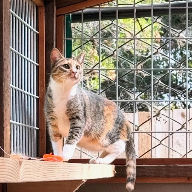 A young medium-sized female Torbie Domestic Short Hair cat named Lennox for adoption in Point Richmond, CA