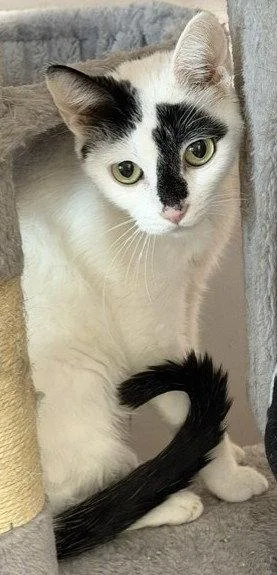 An adult medium-sized female Domestic Short Hair cat named Monique for adoption in Shawnee, KS