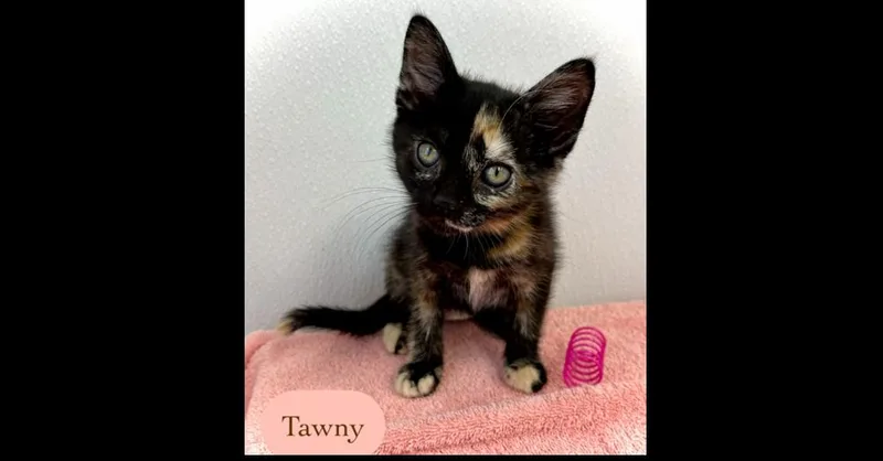 A baby small-sized female Domestic Short Hair cat named Tawny for adoption in Chalfont, PA
