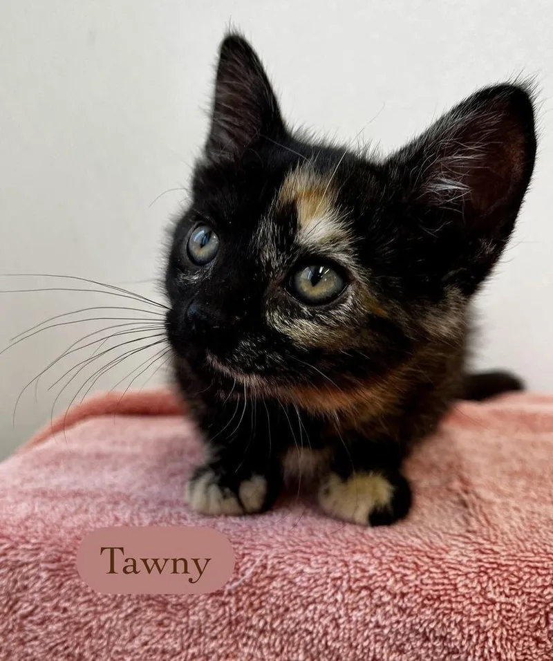 Tawny thumbnail 2