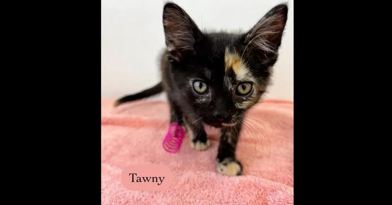 Tawny thumbnail 3
