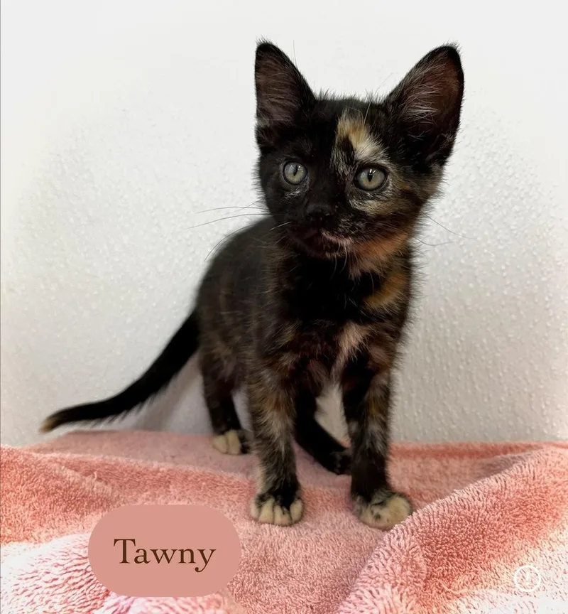 Tawny thumbnail 4