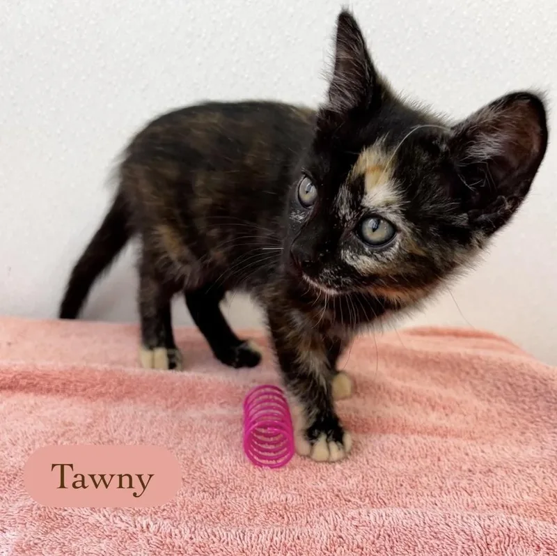 Tawny thumbnail 5