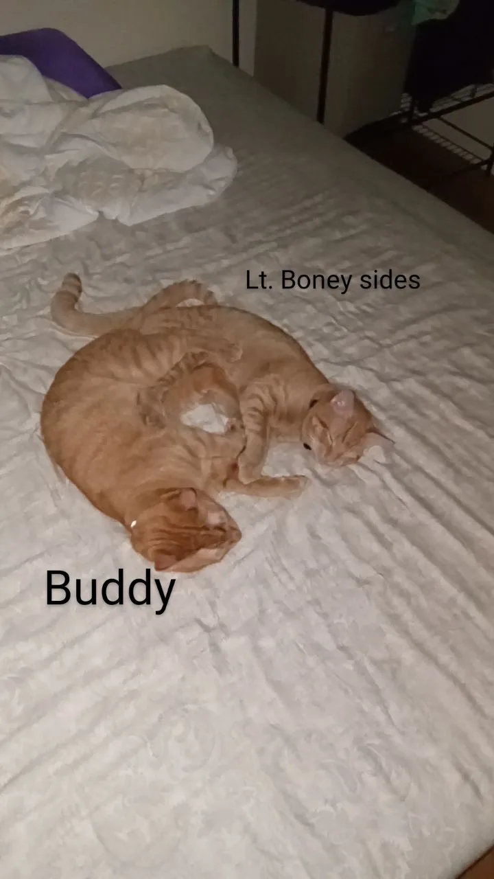 Lt. Boney Sides thumbnail 4