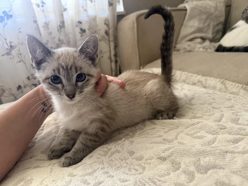 A baby medium-sized male Siamese cat named Raphael for adoption in Fenton, MO