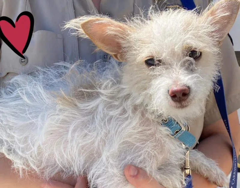 A young small-sized female White / Cream Terrier dog named Willow for adoption in Colusa, CA