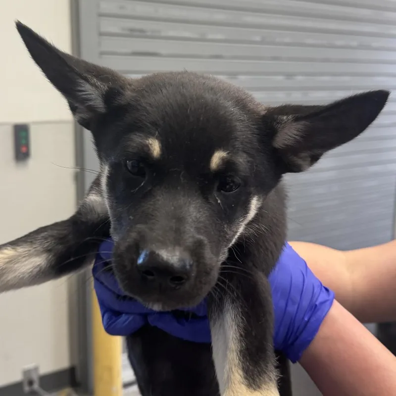 A baby small-sized female Black Mixed Breed dog named 112037 for adoption in Las Cruces, NM