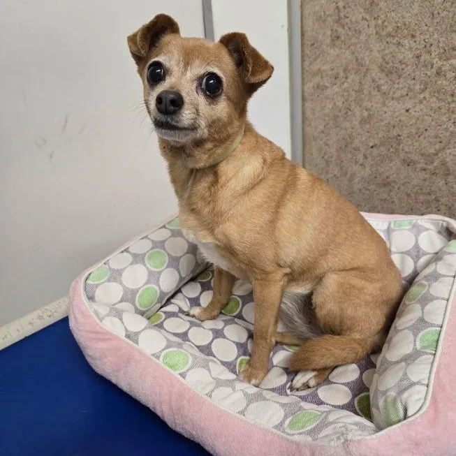 An adult small-sized female Chihuahua dog named Lady for adoption in Carneys Point, NJ