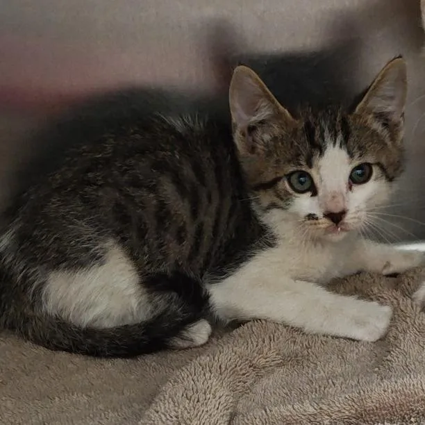 A baby small-sized male Gray / Blue / Silver Domestic Short Hair cat named Nicco for adoption in Upland, CA