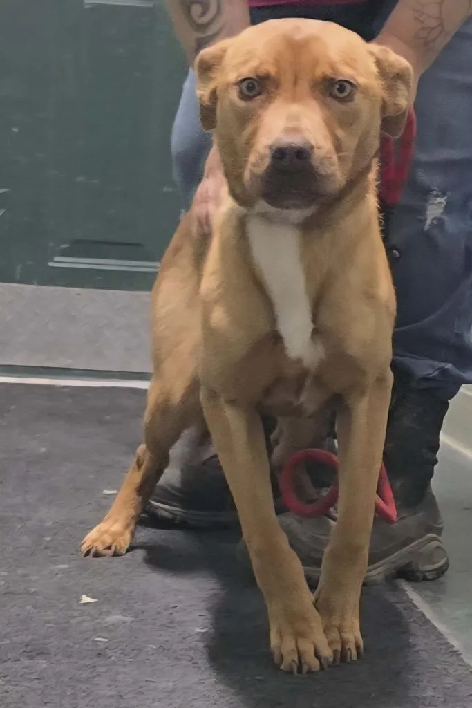 A baby medium-sized female Mixed Breed dog named Chompy for adoption in Hillsdale, IN