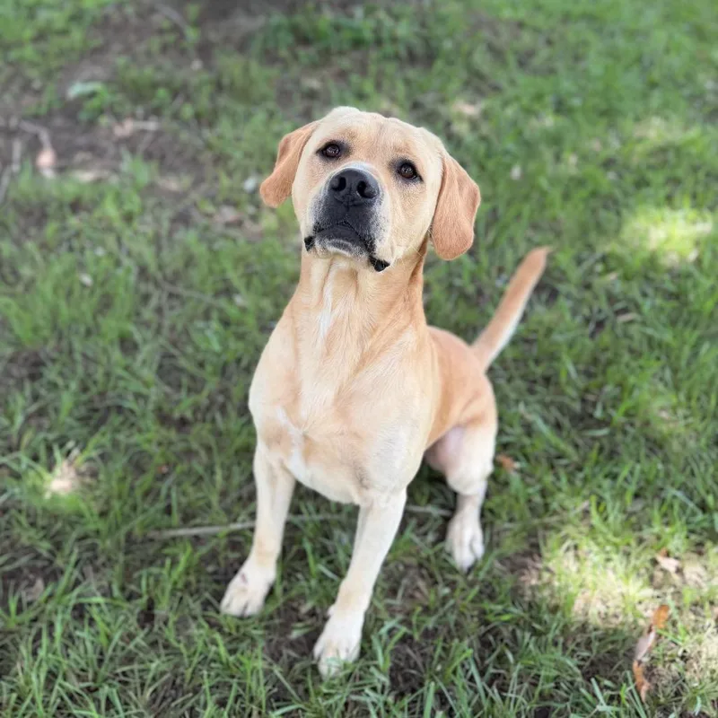 An adult medium-sized male Yellow / Tan / Blond / Fawn Labrador Retriever dog named Pie for adoption in Carencro, LA