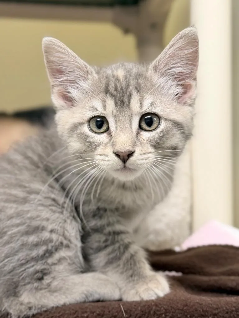 A baby medium-sized female Domestic Short Hair cat named Jelly for adoption in Menomonie, WI