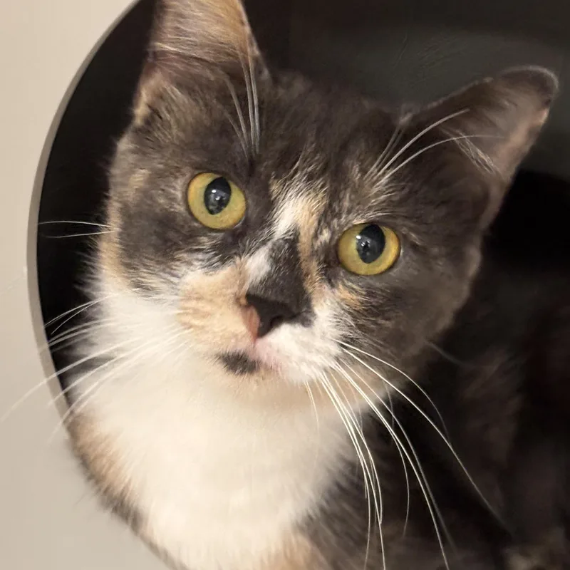 An adult medium-sized female Domestic Short Hair cat named Prudence for adoption in Batavia, NY