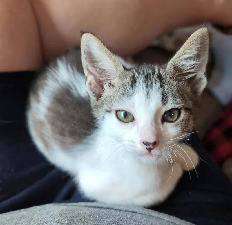 A baby medium-sized male Tabby (Brown / Chocolate) Domestic Short Hair cat named Timmy for adoption in Sioux Falls, SD