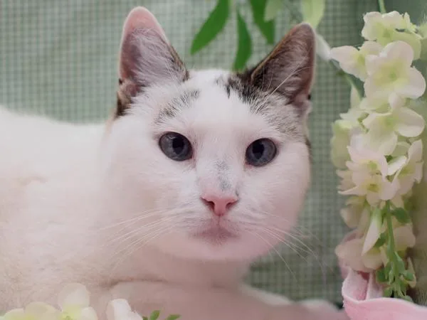 An adult medium-sized female Siamese cat named Nara for adoption in Portland, OR