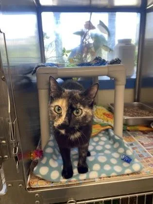 An adult small-sized female Domestic Short Hair cat named Chevron for adoption in Lowell, MA