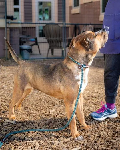 An adult large-sized male Mixed Breed dog named Toasty for adoption in Chamblee, GA