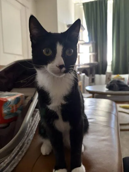 An adult small-sized male Domestic Short Hair cat named Pumpkin for adoption in West Chester, PA