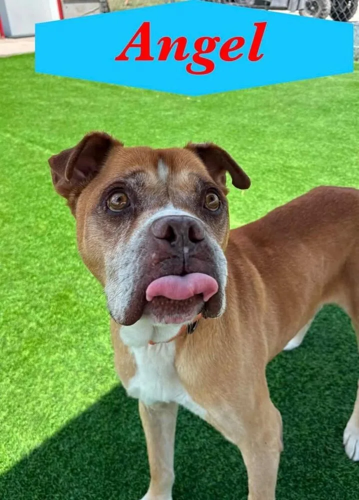 A senior medium-sized male Boxer dog named Angel for adoption in Evergreen, CO