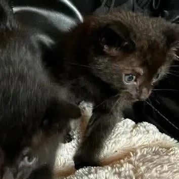 A baby small-sized female Black Domestic Short Hair cat named Newbie H for adoption in Pahoa, HI