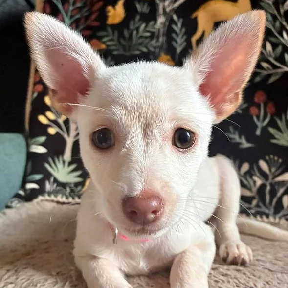 A baby small-sized female White / Cream Chihuahua dog named Sloane for adoption in Oklahoma City, OK