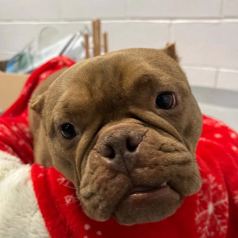 An adult small-sized female Brown / Chocolate French Bulldog dog named Honey for adoption in Hampton Bays, NY