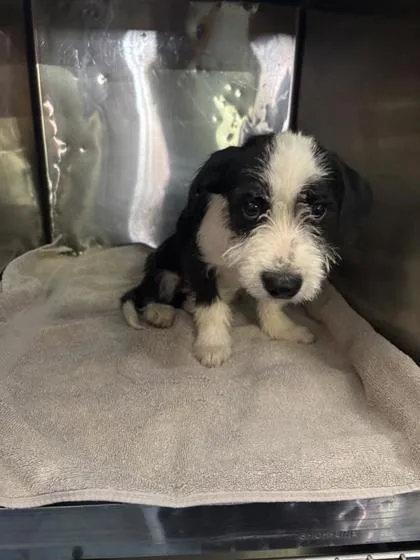 A baby small-sized female Black Jack Russell Terrier dog named 61096772 for adoption in El Paso, TX