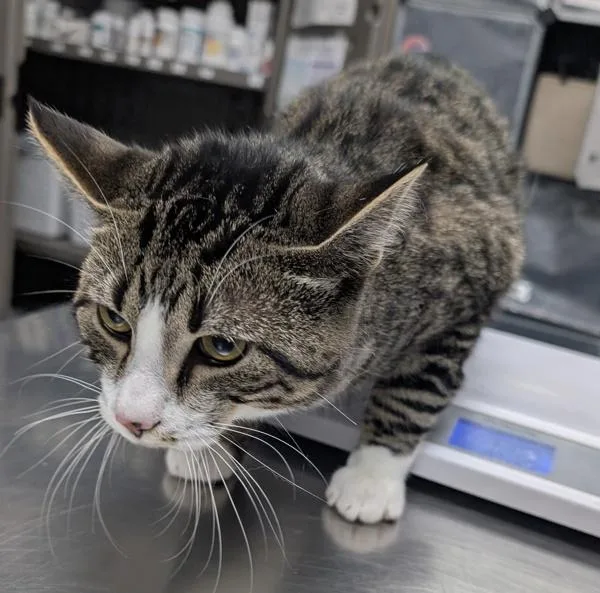 A young medium-sized male Domestic Short Hair cat named Dwight for adoption in Des Moines, IA