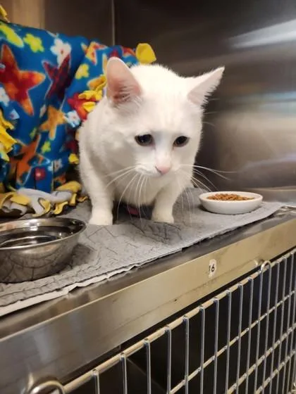 An adult large-sized male Domestic Short Hair cat named Apollo for adoption in Independence, MO
