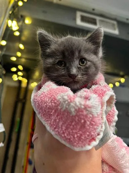 A baby small-sized female Domestic Short Hair cat named Munchkin for adoption in Hobart, IN