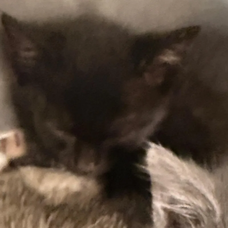 A baby small-sized male Black Domestic Short Hair cat named Hooper for adoption in Evansville, IN