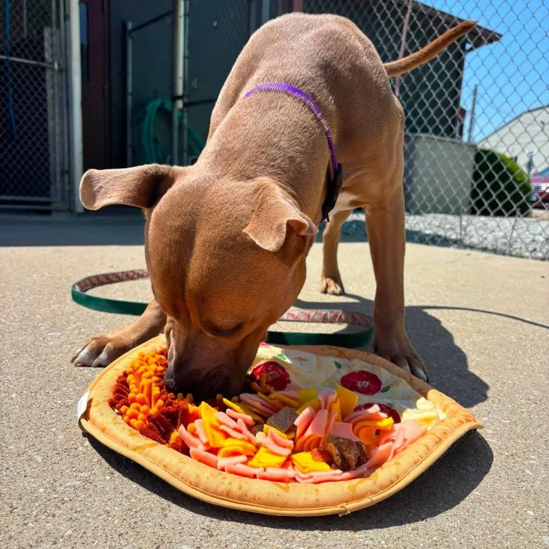 An adult medium-sized male Brown / Chocolate Mixed Breed dog named Scooter for adoption in Edwardsville, IL
