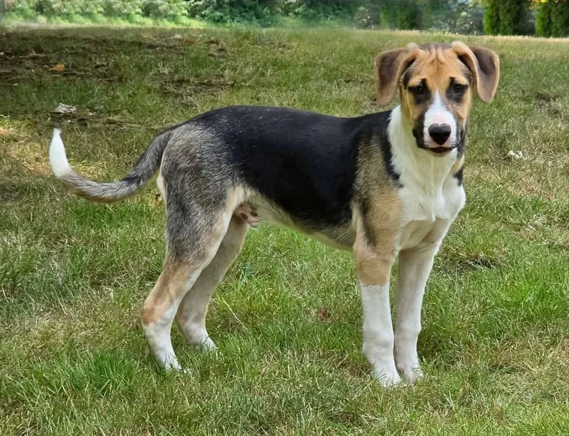 A baby medium-sized male Tricolor (Brown, Black, & White) Mixed Breed dog named Kaweah for adoption in Silvana, WA