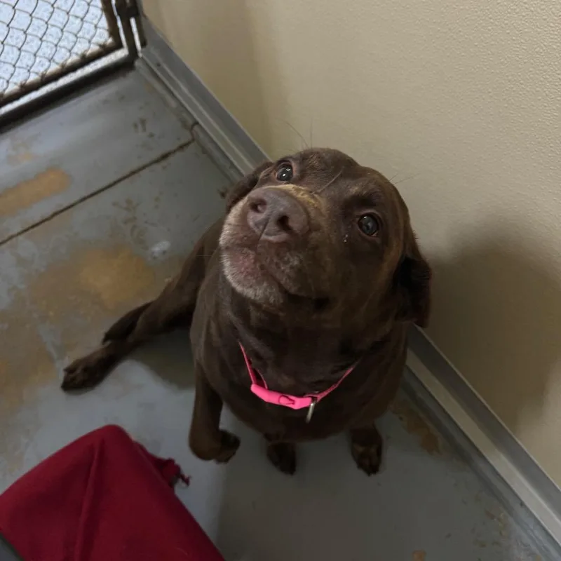 An adult large-sized female Brown / Chocolate Labrador Retriever dog named Zuma for adoption in Middleburg, FL