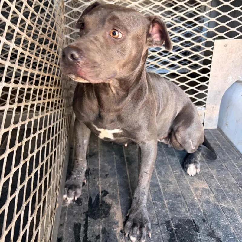 An adult medium-sized female Gray / Blue / Silver Pit Bull Terrier dog named Sierra for adoption in Edinburg, TX