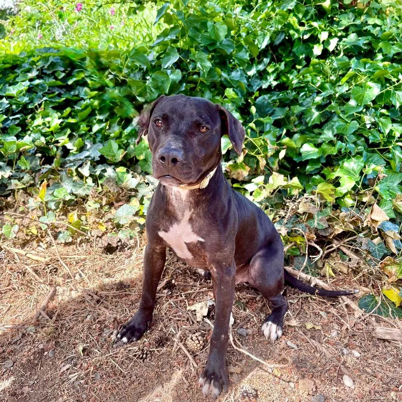 A young medium-sized male Black Mixed Breed dog named Connor for adoption in Portland, OR