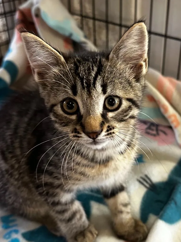 A baby small-sized male Domestic Short Hair cat named Rodeo for adoption in Elizabethton, TN