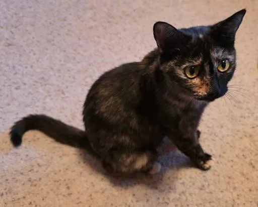 An adult medium-sized female Dilute Tortoiseshell Tortoiseshell cat named Nebula for adoption in Sacramento, CA