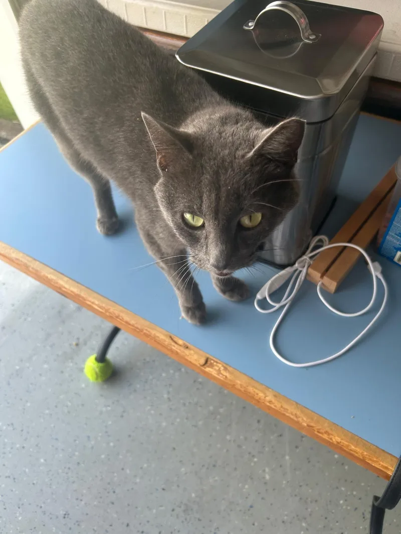 A young medium-sized female Gray / Blue / Silver Russian Blue cat named Maggie for adoption in Rock Spring, GA