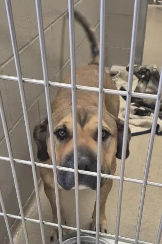 A young medium-sized female Pit Bull Terrier dog named Merida for adoption in Decatur, IL