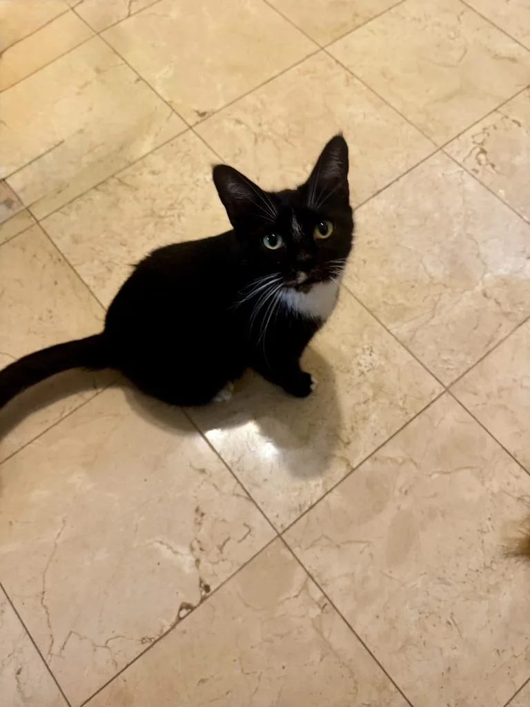 A young medium-sized female Domestic Short Hair cat named Nyxie for adoption in San Antonio, TX